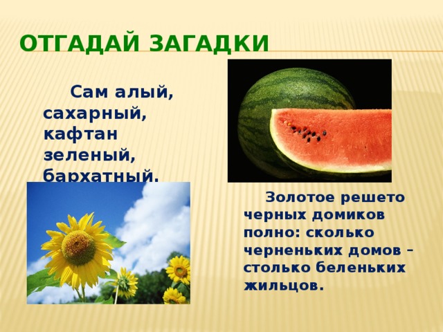 Отгадай загадки  Сам алый, сахарный, кафтан зеленый, бархатный.  Золотое решето черных домиков полно: сколько черненьких домов – столько беленьких жильцов. 