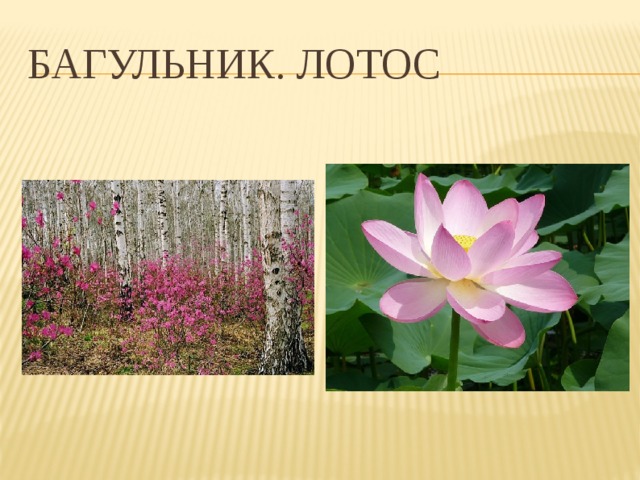 Багульник. Лотос 