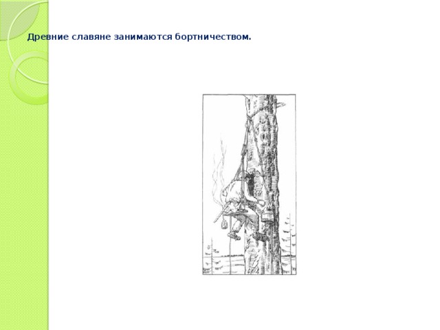   Древние славяне занимаются бортничеством.      