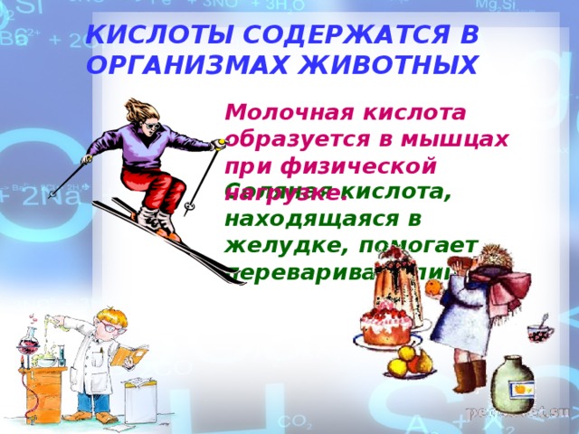КИСЛОТЫ СОДЕРЖАТСЯ В ОРГАНИЗМАХ ЖИВОТНЫХ Молочная кислота образуется в мышцах при физической нагрузке. Соляная кислота, находящаяся в желудке, помогает переваривать пищу.