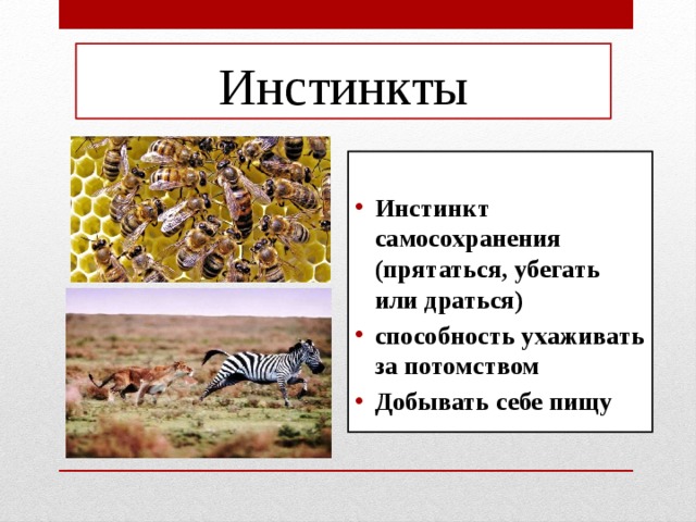 Инстинкты  Инстинкт самосохранения (прятаться, убегать или драться) способность ухаживать за потомством Добывать себе пищу  