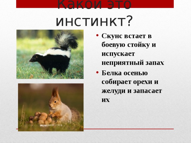 Какой это инстинкт? Скунс встает в боевую стойку и испускает неприятный запах Белка осенью собирает орехи и желуди и запасает их    