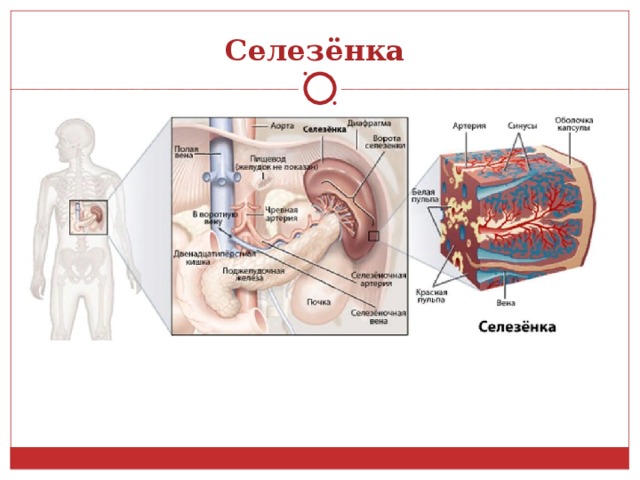 Селезёнка  