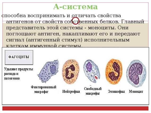 А-система способна воспринимать и отличать свойства антигенов от свойств собственных белков. Главный представитель этой системы - моноциты. Они поглощают антиген, накапливают его и передают сигнал (антигенный стимул) исполнительным клеткам иммунной системы. 
