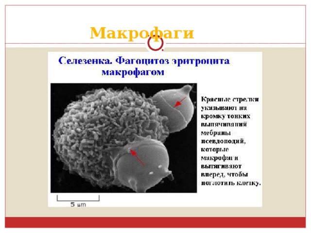 Макрофаги 