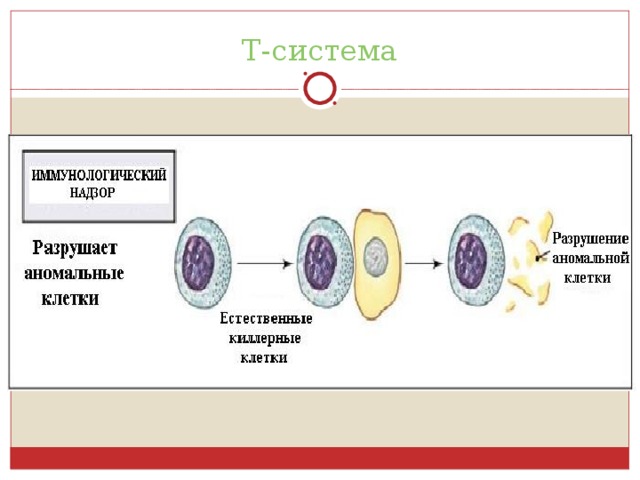 Т-система 