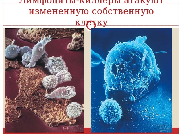 Лимфоциты-киллеры атакуют измененную собственную клетку 