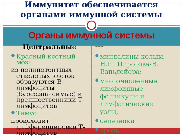 Иммунитет обеспечивается органами иммунной системы Органы иммунной системы Центральные     Периферические Периферические  Красный костный мозг миндалины кольца Н.И. Пирогова-В. Вапьдейера; многочисленные лимфоидные фолликулы и лимфатические узлы, селезенка кровь из полипотентных стволовых клеток образуются В-лимфоциты (бурсозависимые) и предшественники Т-лимфоцитов Тимус происходит дифференцировка Т-лимфоцитов 