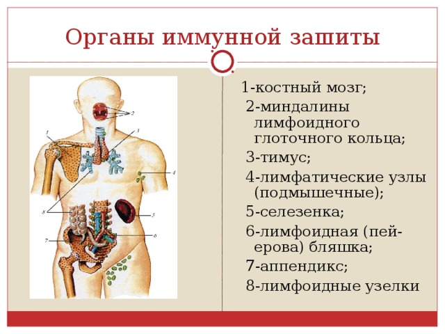 Органы иммунной зашиты 1-костный мозг;  2-миндалины лимфоидного глоточного кольца;  3-тимус;  4-лимфатические узлы (подмышечные);  5-селезенка;  6-лимфоидная (пей-ерова) бляшка;  7-аппендикс;  8-лимфоидные узелки 