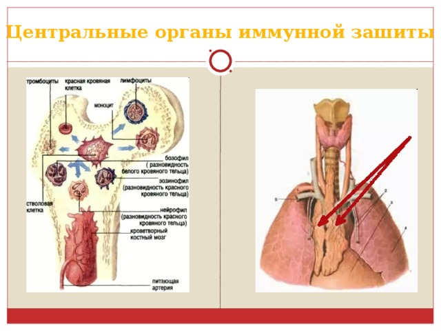Центральные органы иммунной зашиты 