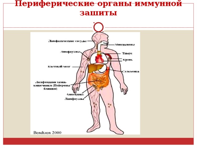 Периферические органы иммунной зашиты 