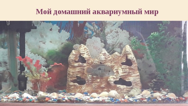 Мой домашний аквариумный мир 