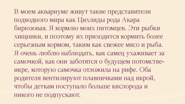 В моем аквариуме живут такие представители подводного мира как Цихлиды рода Акара бирюзовая. Я кормлю моих питомцев. Эти рыбки хищники, и поэтому их приходится кормить более серьезным кормом, таким как свежее мясо и рыба. Я очень люблю наблюдать, как самец ухаживает за самочкой, как они заботятся о будущем потомстве-икре, которую самочка отложила на рифе. Оба родителя вентилируют плавничками над икрой, чтобы деткам поступало больше кислорода и никого не подпускают. 