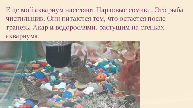Еще мой аквариум населяют Парчовые сомики. Это рыба чистильщик. Они питаются тем, что остается после трапезы Акар и водорослями, растущим на стенках аквариума. 