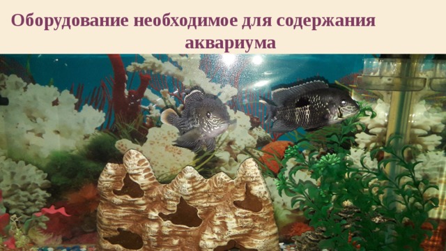 Оборудование необходимое для содержания аквариума 