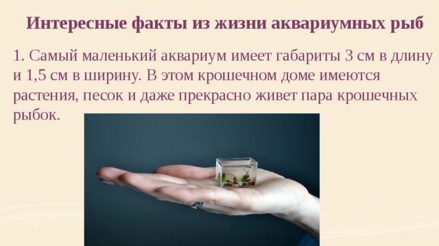 Интересные факты из жизни аквариумных рыб 1. Самый маленький аквариум имеет габариты 3 см в длину и 1,5 см в ширину. В этом крошечном доме имеются растения, песок и даже прекрасно живет пара крошечных рыбок. 