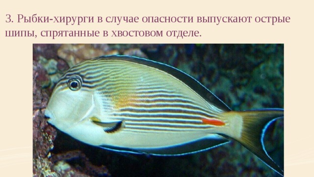 3. Рыбки-хирурги в случае опасности выпускают острые шипы, спрятанные в хвостовом отделе. 