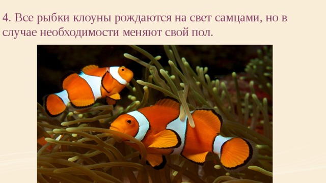 4. Все рыбки клоуны рождаются на свет самцами, но в случае необходимости меняют свой пол. 