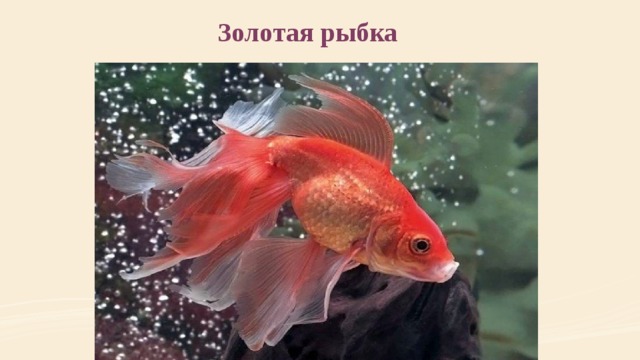 Золотая рыбка  