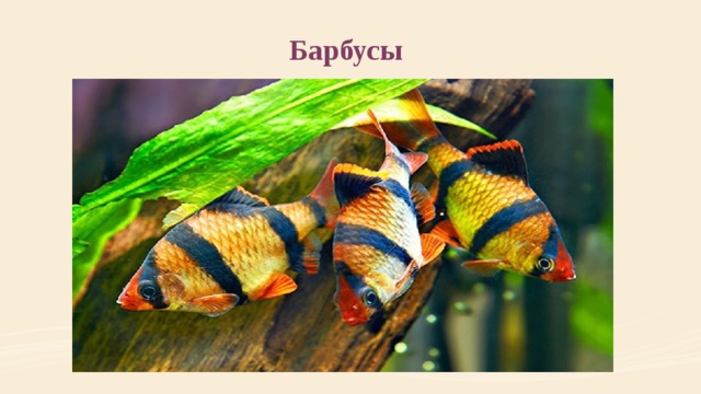 Барбусы 