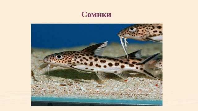 Сомики 