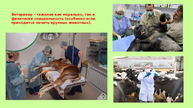 Ветеринар – тяжелая как морально, так и физически специальность (особенно если приходится лечить крупных животных). 