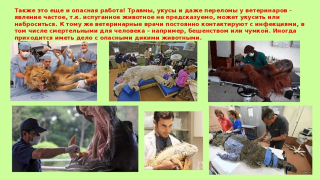 Также это еще и опасная работа! Травмы, укусы и даже переломы у ветеринаров - явление частое, т.к. испуганное животное не предсказуемо, может укусить или наброситься. К тому же ветеринарные врачи постоянно контактируют с инфекциями, в том числе смертельными для человека – например, бешенством или чумкой. Иногда приходится иметь дело с опасными дикими животными. 