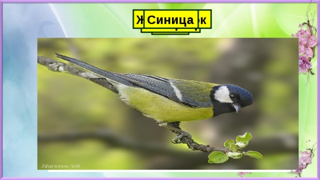 Жаворонок Синица Скворец Грач 