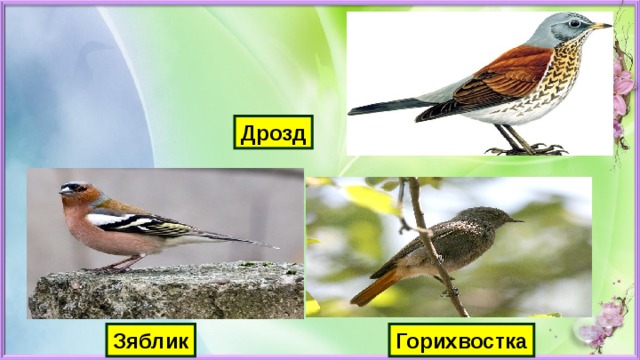 Дрозд Зяблик Горихвостка 