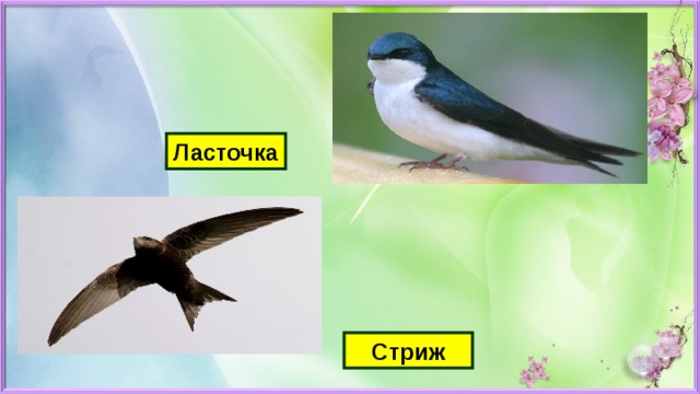 Ласточка Стриж 