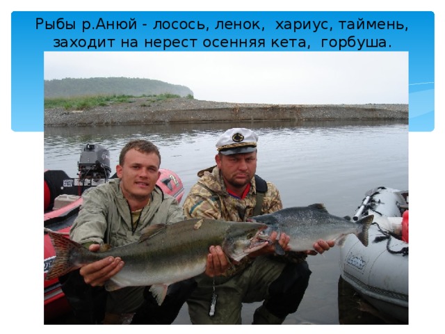 Рыбы р.Анюй - лосось, ленок,  хариус, таймень, заходит на нерест осенняя кета,  горбуша.   
