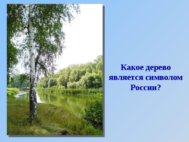 Какое дерево является символом России? 