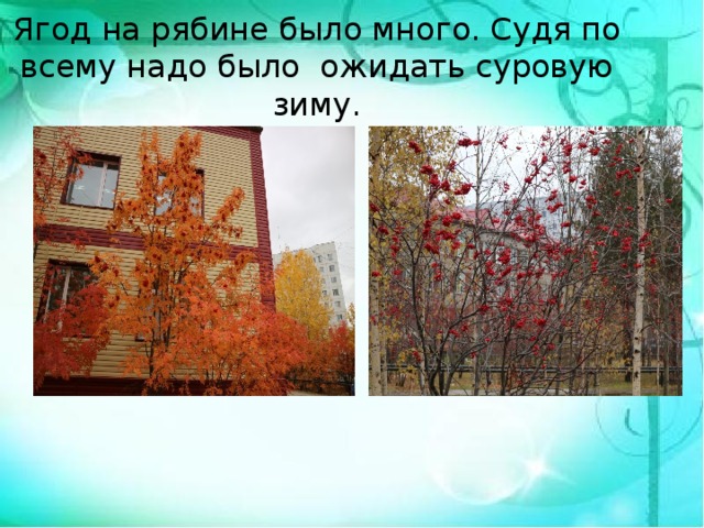 Ягод на рябине было много. Судя по всему надо было ожидать суровую зиму. 