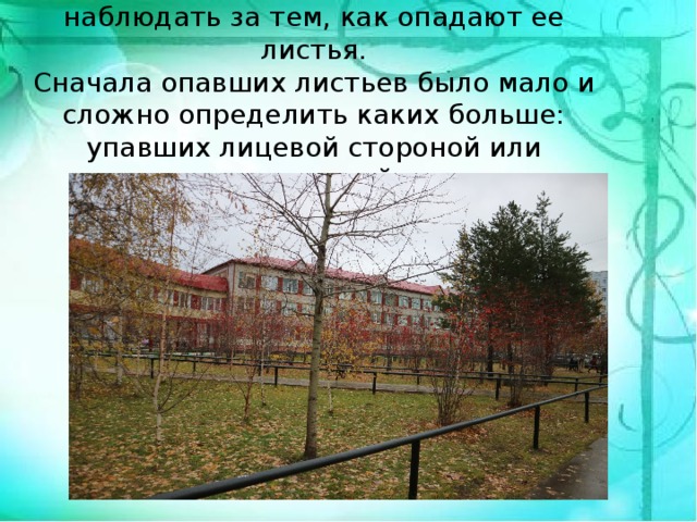  На участке мы выбрали осинку и стали наблюдать за тем, как опадают ее листья.  Сначала опавших листьев было мало и сложно определить каких больше: упавших лицевой стороной или изнаночной. 