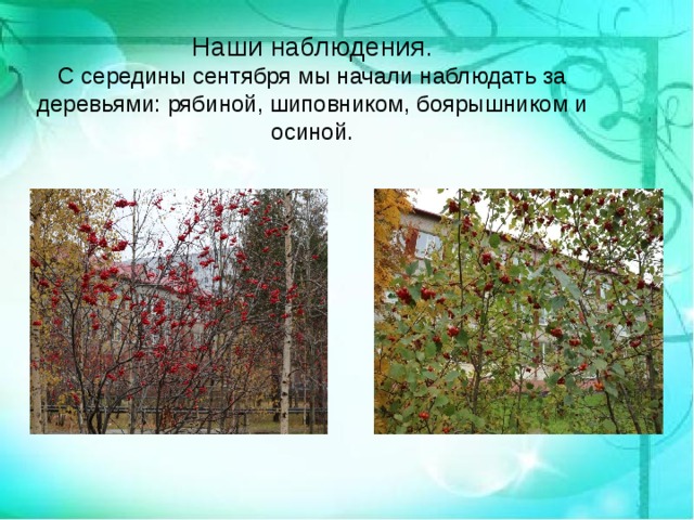 Наши наблюдения.  С середины сентября мы начали наблюдать за деревьями: рябиной, шиповником, боярышником и осиной. 