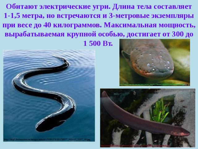 Обитают электрические угри. Длина тела составляет 1-1,5 метра, но встречаются и 3-метровые экземпляры при весе до 40 килограммов. Максимальная мощность, вырабатываемая крупной особью, достигает от 300 до 1 500 Вт.  