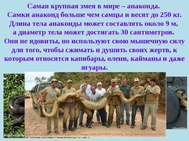 Самая крупная змея в мире – анаконда. Самки анаконд больше чем самцы и весят до 250 кг. Длина тела анаконды может составлять около 9 м, а диаметр тела может достигать 30 сантиметров. Они не ядовиты, но используют свою мышечную силу для того, чтобы сжимать и душить своих жертв, к которым относятся капибары, олени, кайманы и даже ягуары. 
