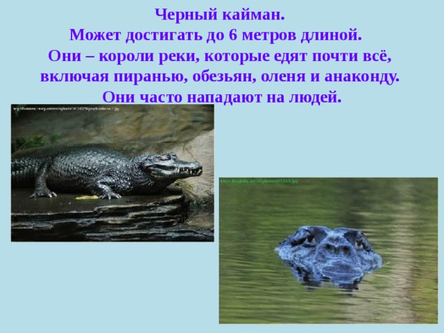 Черный кайман. Может достигать до 6 метров длиной.   Они – короли реки, которые едят почти всё, включая пиранью, обезьян, оленя и анаконду. Они часто нападают на людей. 