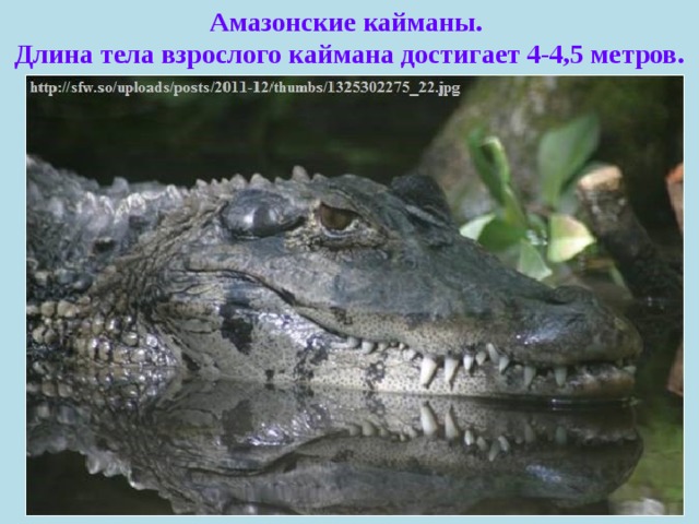 Амазонские кайманы. Длина тела взрослого каймана достигает 4-4,5 метров. 
