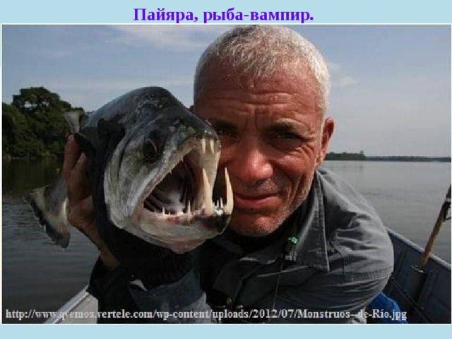 Пайяра, рыба-вампир. Свирепые хищники, способные к пожиранию рыбы до половины их собственного размера тела. Они могут расти до 1,2 метров длиной. Имеют 2 клыка, которые вырастают от нижней челюсти, достигающих 15 сантиметров длиной. 