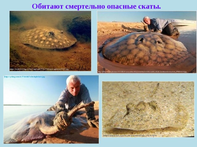 Обитают смертельно опасные скаты.   