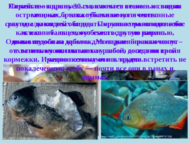 Пираньи – в длину 30 см, охотятся стаями и своими острыми как бритва зубами могут в считанные секунды до костей обглодать крупное малоподвижное млекопитающее, особенно если оно ранено. Семейство пираньевых включает несколько видов хищных, а также большое количество растительноядных видов.  Пираньи проявляют себя как каннибалы: могут съесть другую пиранью, попавшуюся на крючок. Молодые пираньи могут отхватить кусок плавника у своего соседа во время кормежки. Именно поэтому очень трудно встретить не покалеченную рыбу — почти все они в ранах и шрамах. Однако подобная добыча для пираний исключение – в основном они питаются рыбой, дополняя свой рацион семенами и плодами. 