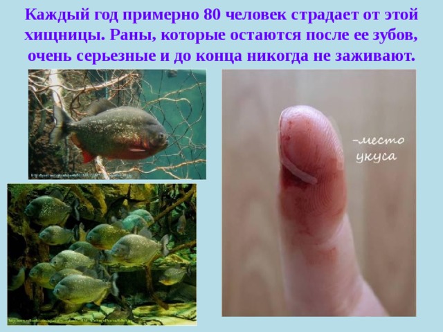 Каждый год примерно 80 человек страдает от этой хищницы. Раны, которые остаются после ее зубов, очень серьезные и до конца никогда не заживают. 