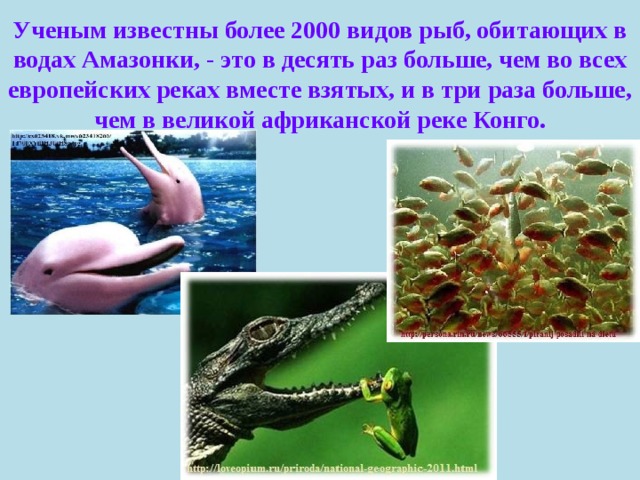 Ученым известны более 2000 видов рыб, обитающих в водах Амазонки, - это в десять раз больше, чем во всех европейских реках вместе взятых, и в три раза больше, чем в великой африканской реке Конго. 