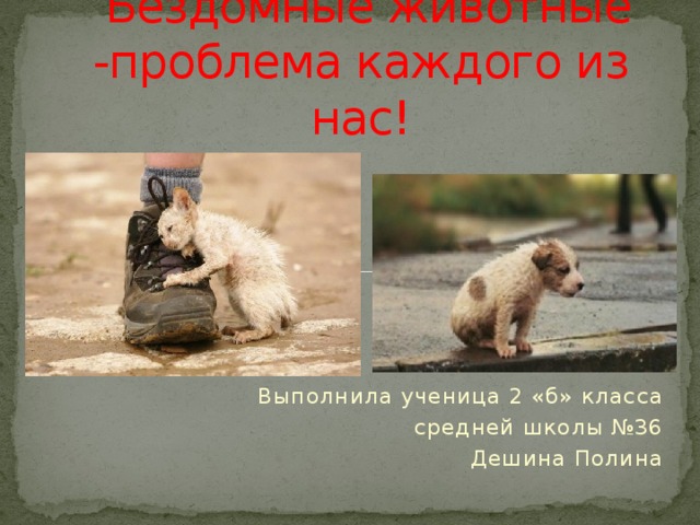  Бездомные животные -проблема каждого из нас! Выполнила ученица 2 «б» класса средней школы №36 Дешина Полина 