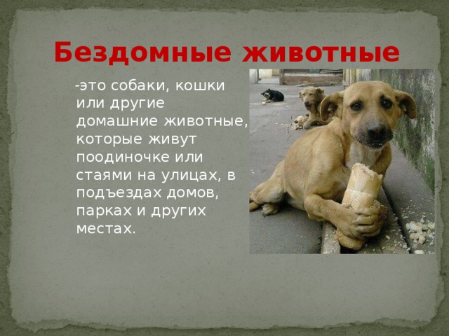 Бездомные животные  -это собаки, кошки или другие домашние животные, которые живут поодиночке или стаями на улицах, в подъездах домов, парках и других местах. 