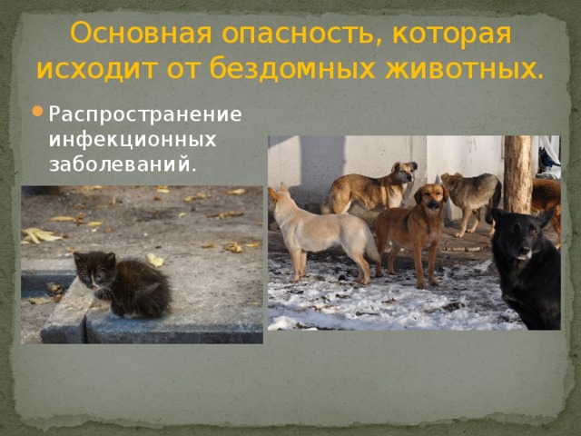 Основная опасность, которая исходит от бездомных животных. Распространение инфекционных заболеваний. Нападение на человека. 