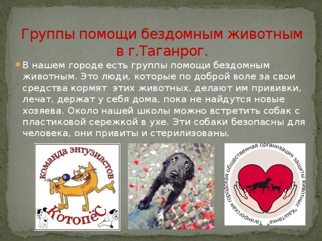  Группы помощи бездомным животным в г.Таганрог.   В нашем городе есть группы помощи бездомным животным. Это люди, которые по доброй воле за свои средства кормят этих животных, делают им прививки, лечат, держат у себя дома, пока не найдутся новые хозяева. Около нашей школы можно встретить собак с пластиковой сережкой в ухе. Эти собаки безопасны для человека, они привиты и стерилизованы. 