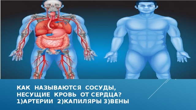 Как называются сосуды,  несущие кровь от сердца?  1)артерии 2)капиляры 3)вены  