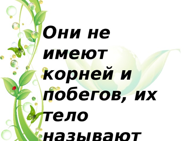 Они не имеют корней и побегов, их тело называют слоевище 